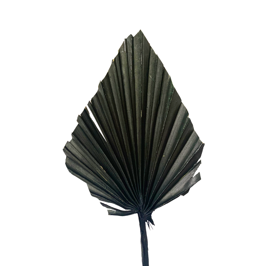 Dried Palm Leaf - MIXED LOT x5