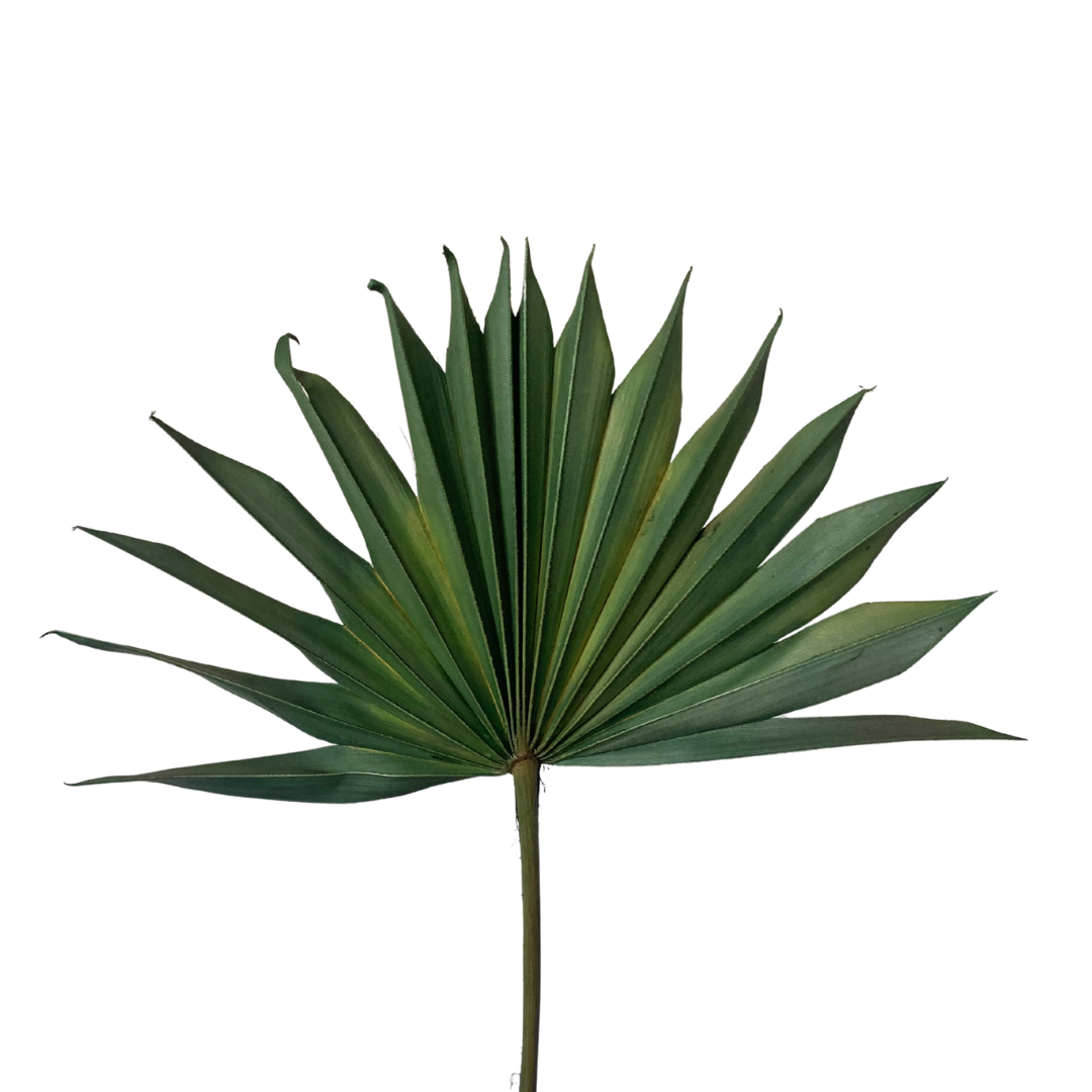 Dried Palm Leaf - Sun Cut - Green
