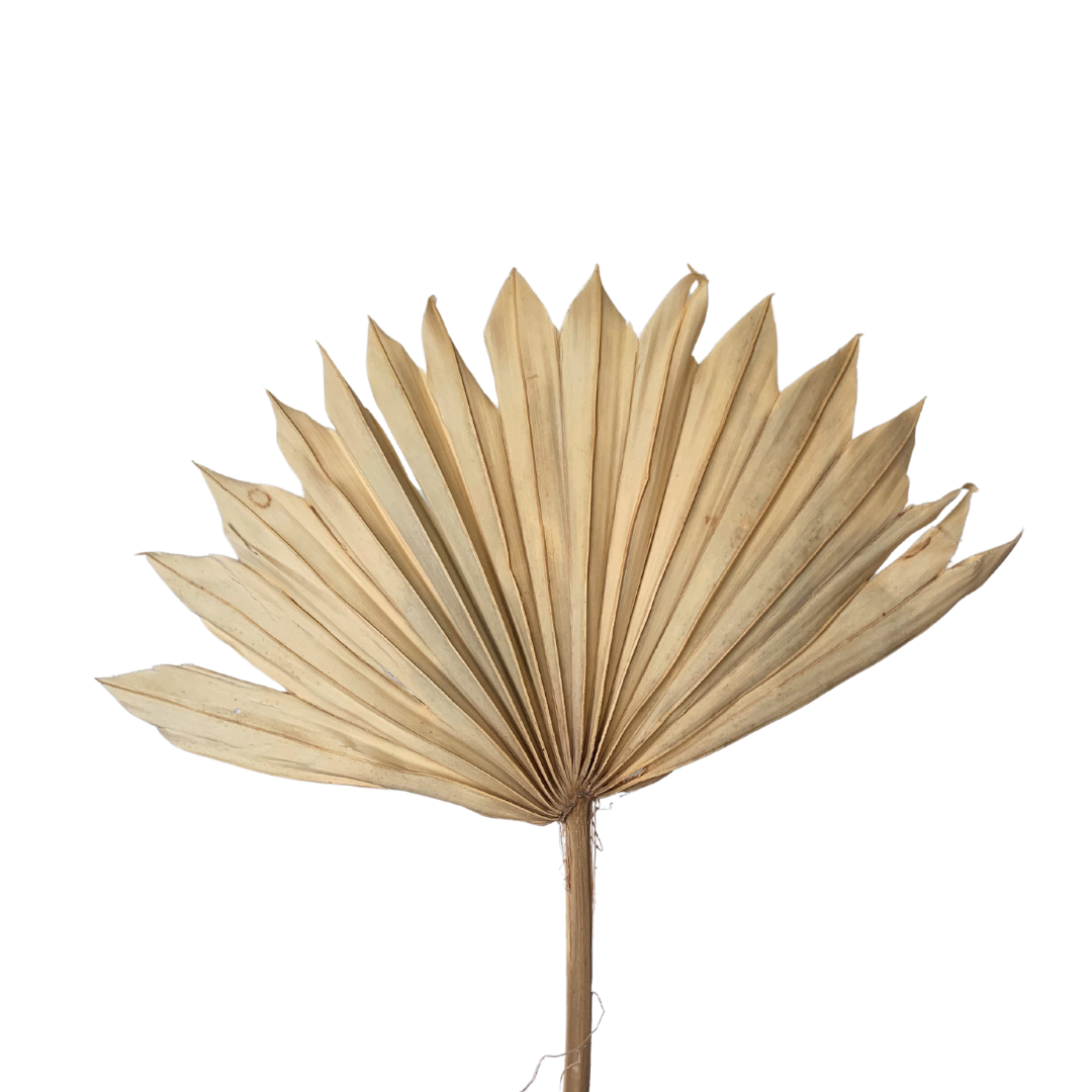 Dried Palm Leaf - Sun Cut - Beige