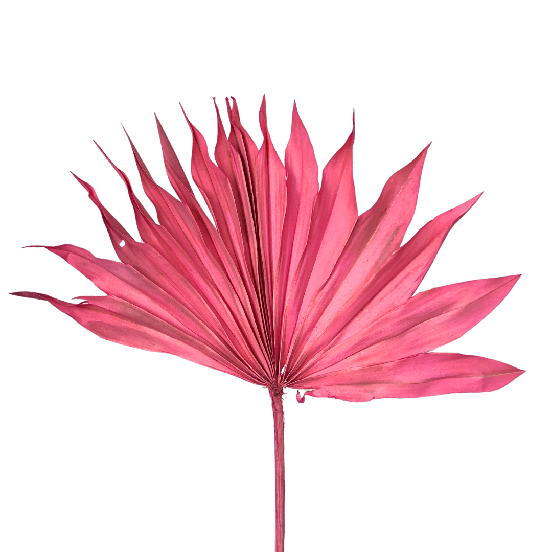 Dried Palm Leaf - Sun Cut - Pink