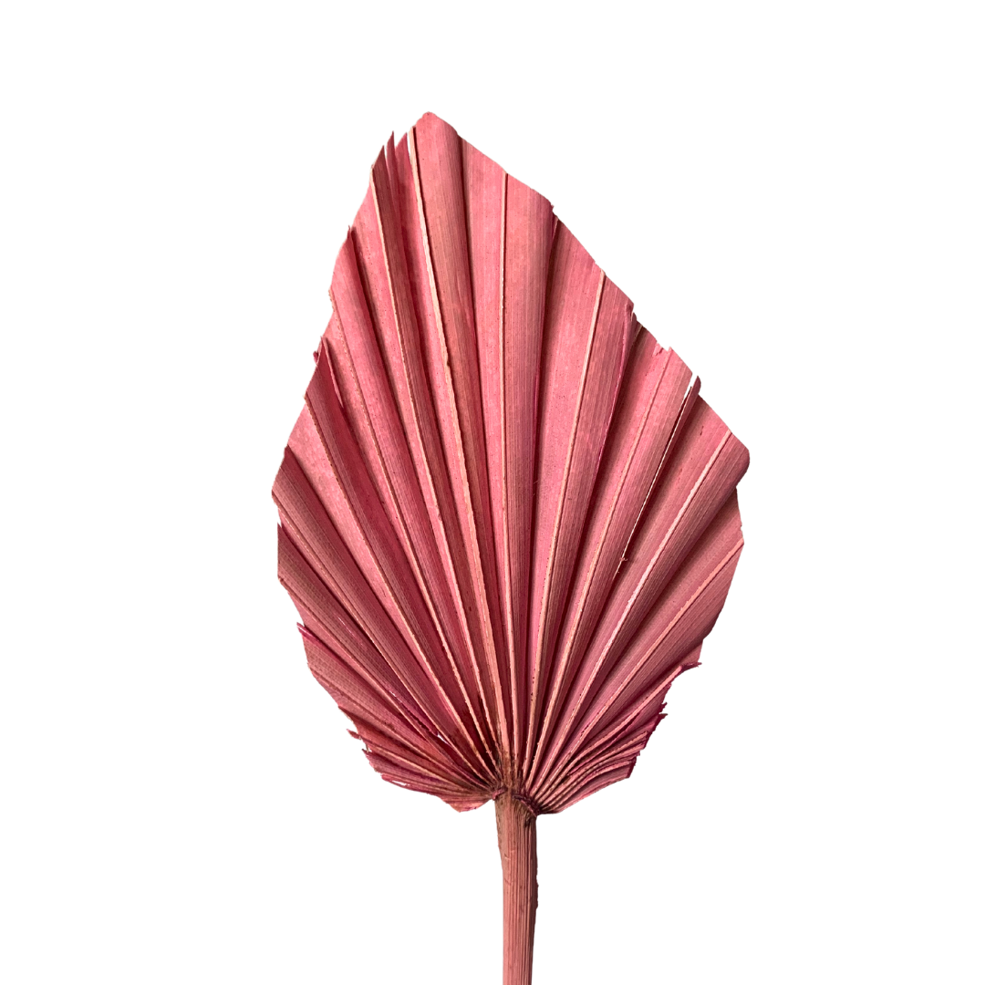 Dried Palm Leaf - Spear Cut - Pink