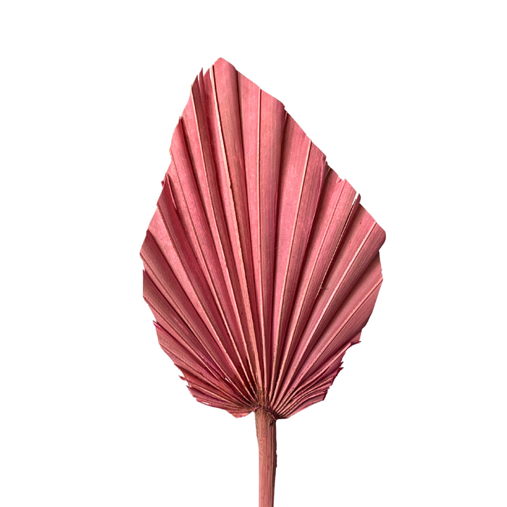 Dried Palm Leaf - MIXED LOT x5