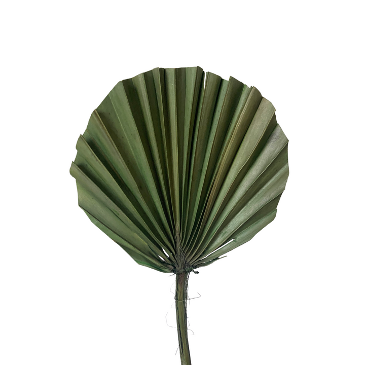 Dried Palm Leaf - MIXED LOT x5