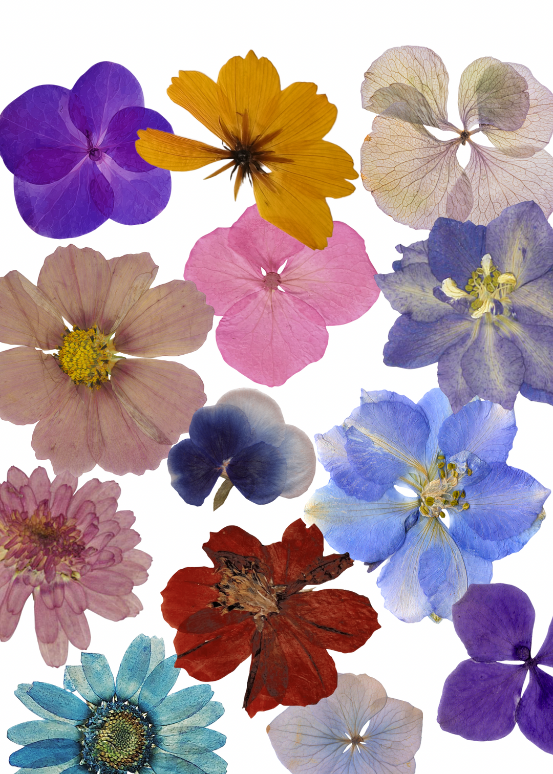 CW Chocolate/Meringue Transfer Sheet - Pressed Flowers